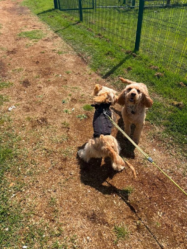 Two dogs playing together