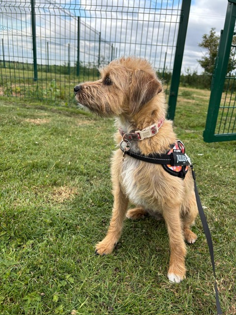 Terrier guest sitting by the secure paddock fence