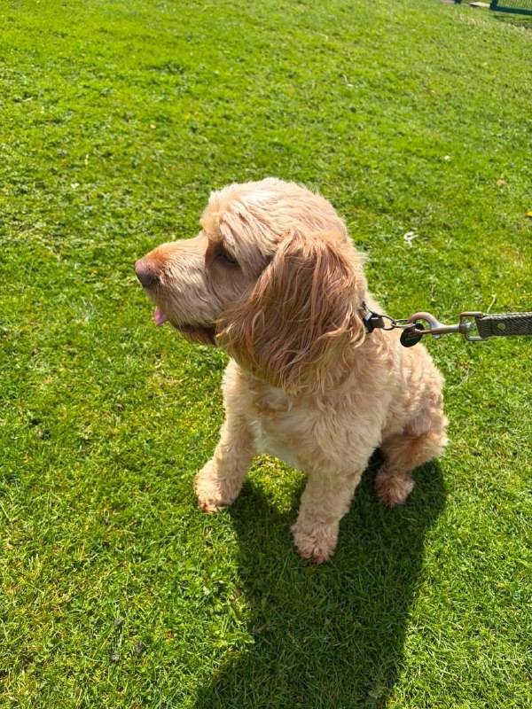 A happy cockapoo enjoying the sunshine in our paddocks