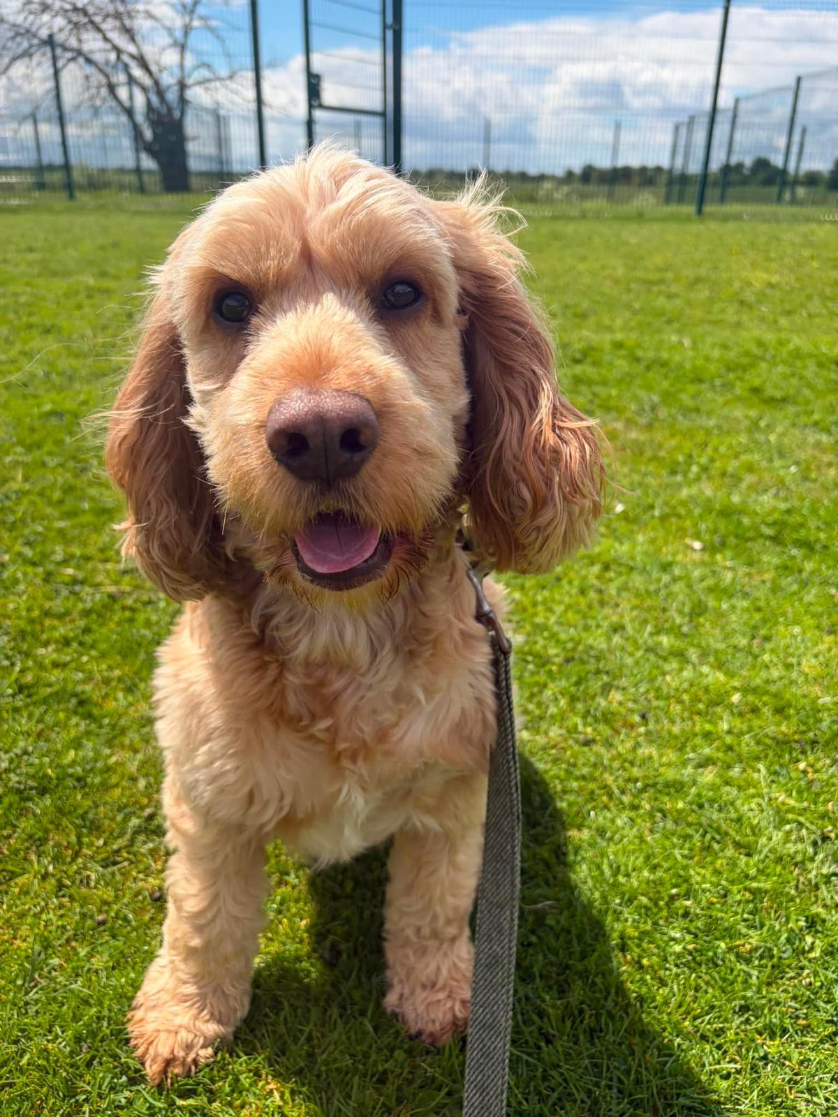 Cockapoo guest smiling in the paddock